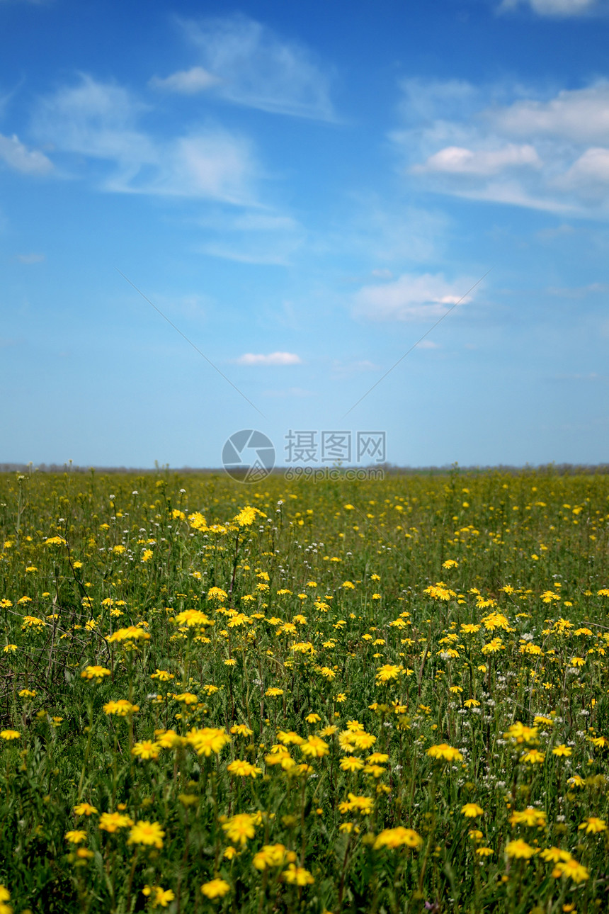 充满鲜花的草地场地风景牧场城市阳光天空土地季节农业环境图片