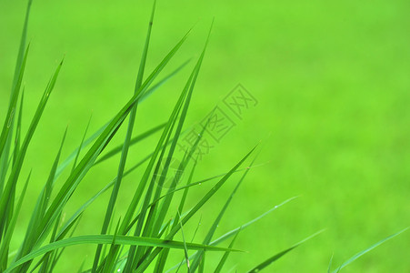 草场地绿色环境草地背景图片