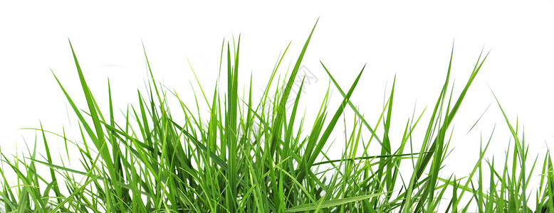 青草草叶场地环境绿色草皮植物背景图片