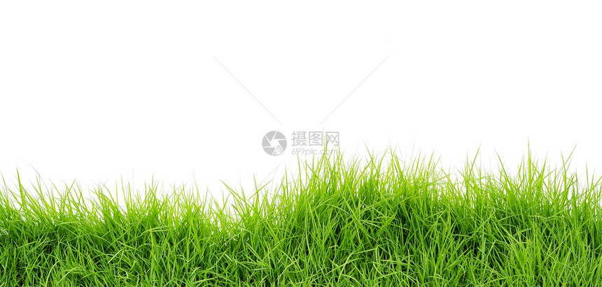 草绿色植物白色图片