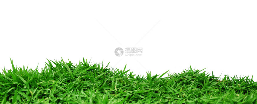 青草植物绿色场地环境草皮草之刃图片