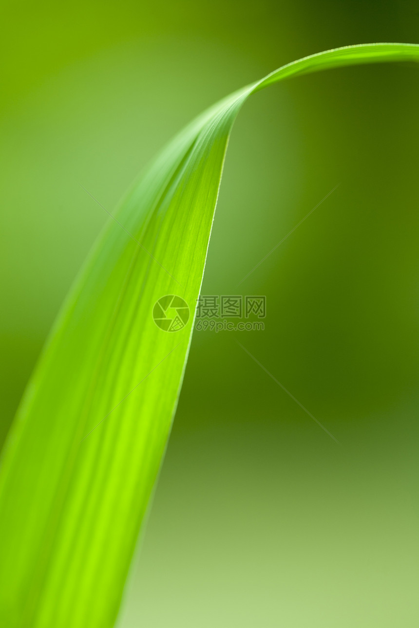 叶子树叶绿色植物生长宏观植物学图片