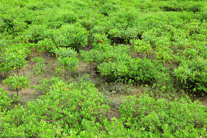 红树林根茎美丽海洋森林沼泽树木荒野植物衬套热带图片