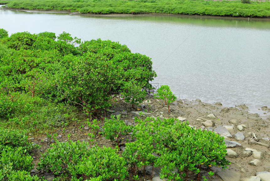 红树林海洋根茎美丽植物河口荒野衬套树木森林热带图片