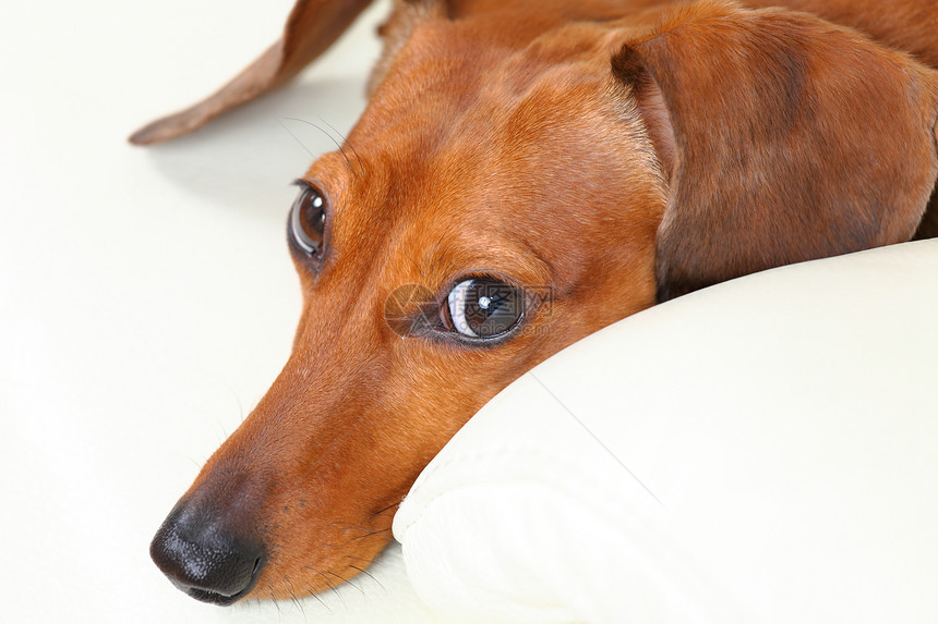 沙发上的达尚狗小狗棕色宠物伴侣亲戚们食肉朋友幼兽动物犬类图片