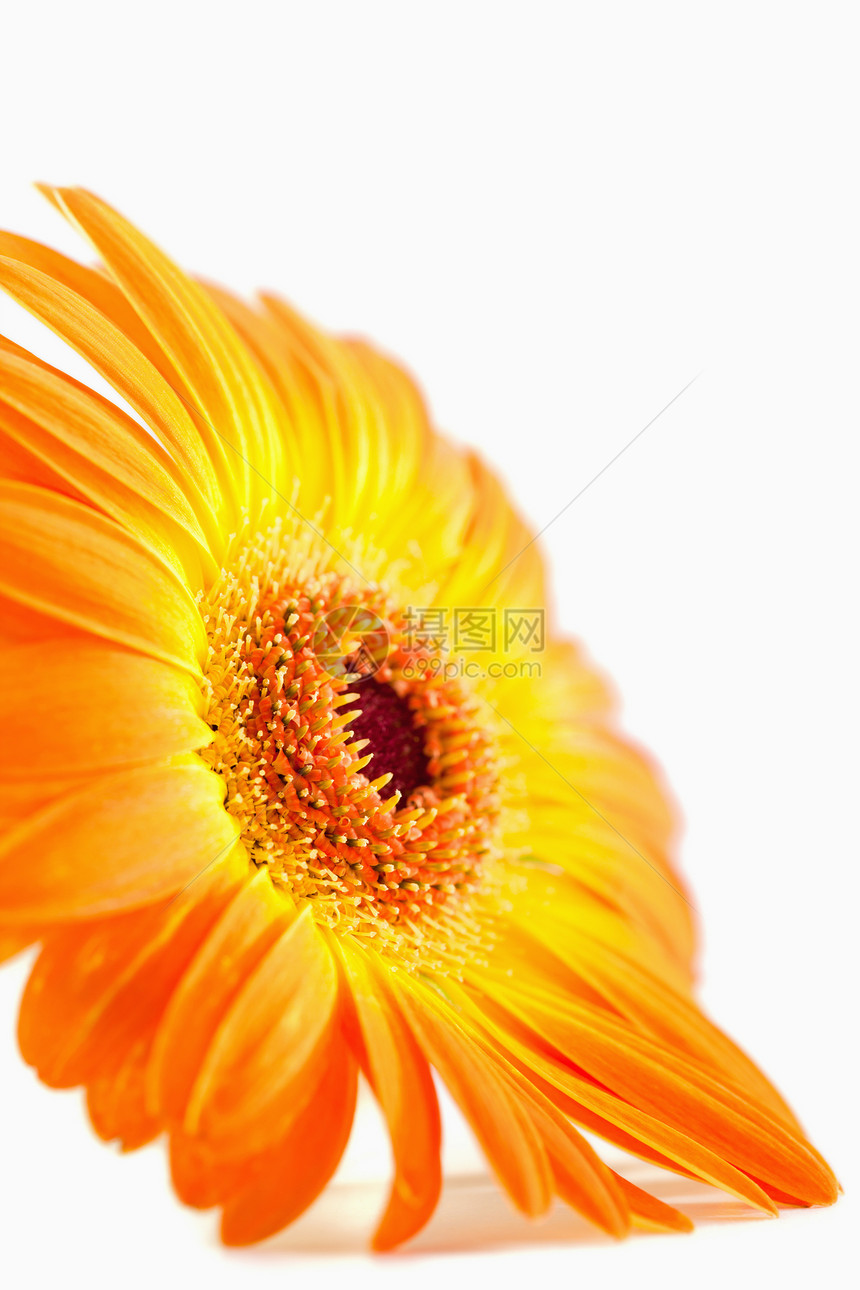 橙色向日葵的侧边视图图片