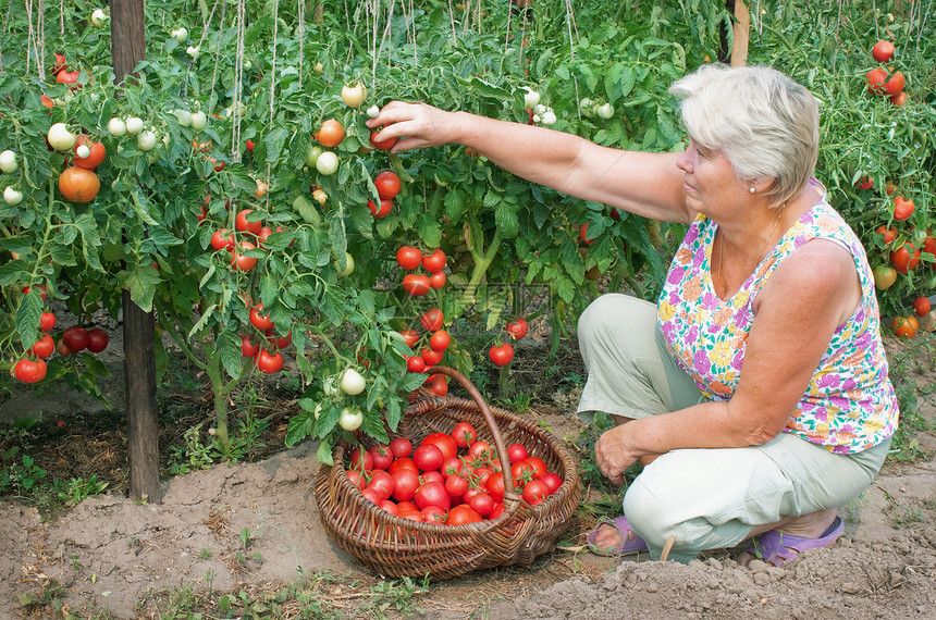 女人收获一作物番茄女性收成制造业植物家庭蔬菜灌木丛叶子农场退休图片