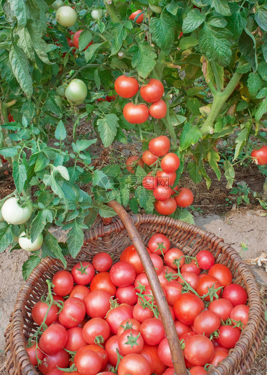 番茄的丰富结实灌木柳条篮子灌木丛蔬菜种植者产品农场园艺生长图片
