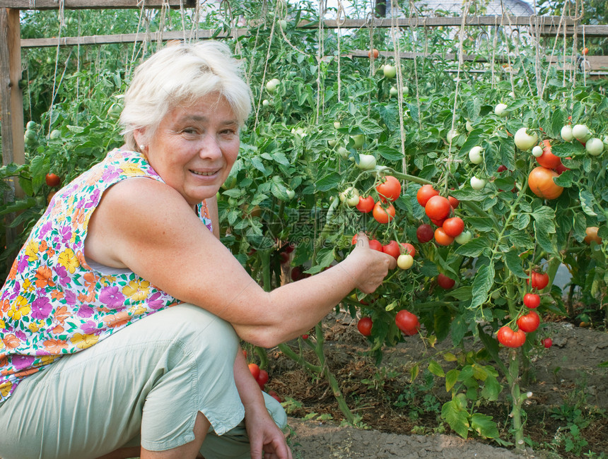 女人收获一作物番茄老年水果农场农业灌木退休衬套产品种植园蔬菜图片