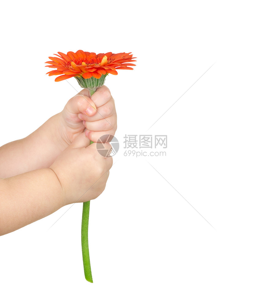 手持红色大发人机植物学惊喜季节生长植物礼物生日花束花瓣风格图片