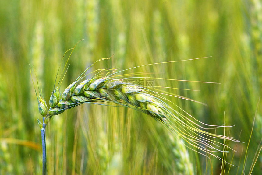 小麦田玉米生产场地种子绿色收成生长农场稻草粮食图片