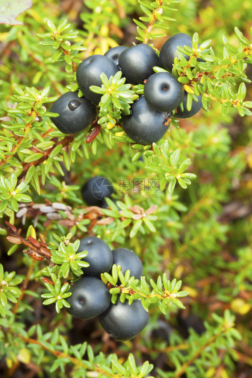 Crowberry(环)图片