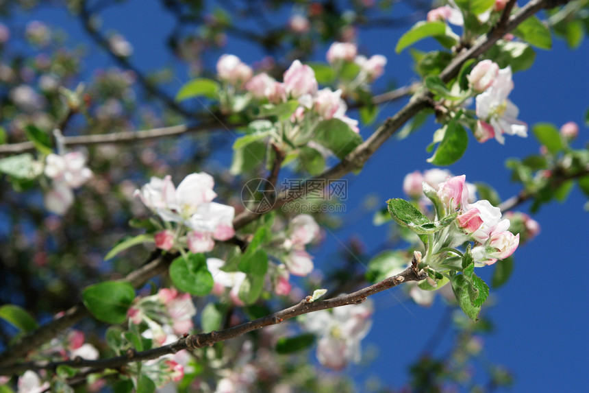 苹果花苹果花文化花瓣蓝色生活天空花园水果植物叶子园艺图片