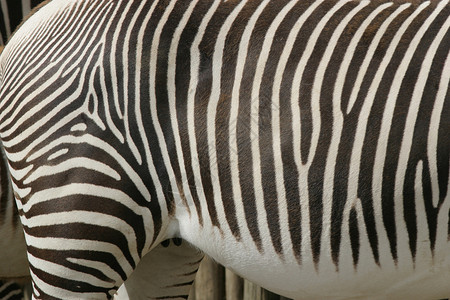 斑马艺术宏观动物异国框架动物群线条边缘平行线动物园背景图片