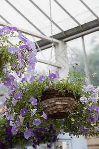 植物吊篮花园中心的挂篮子背景