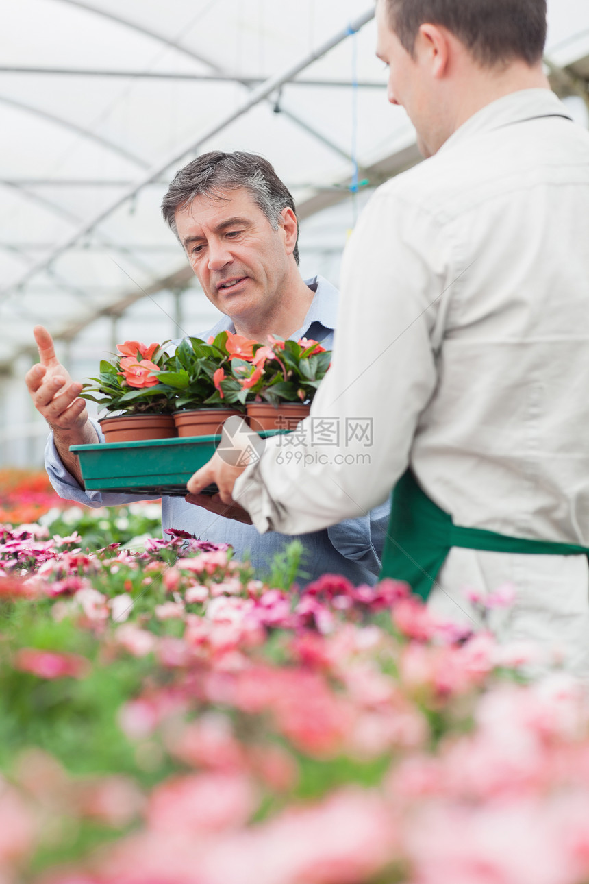 持一箱鲜花作为顾客的雇员正在寻找花朵图片