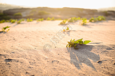 沙子和太阳上的绿植物文化树叶环境季节横梁植物学森林射线阳光树林背景图片