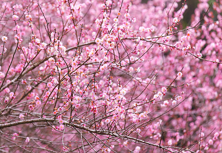 梅花花植物乡村花瓣花期园艺季节李子植物群美丽粉色背景图片
