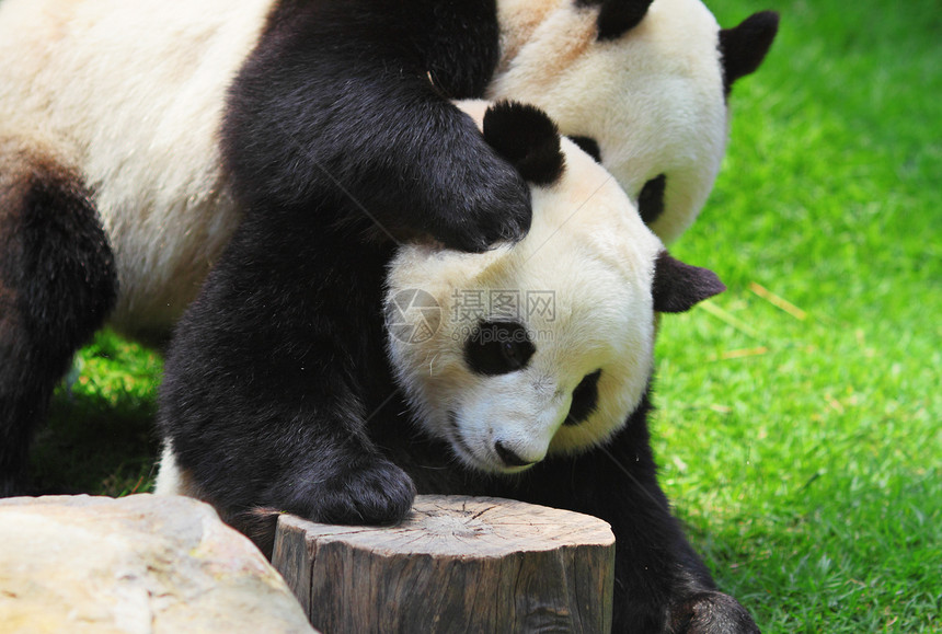 熊猫濒危黑色动物园竹子白色食物图片