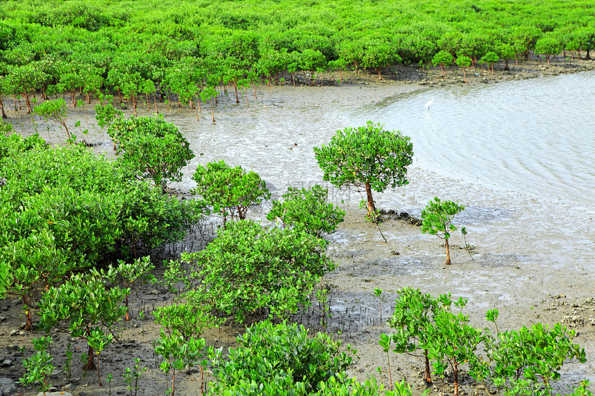 红树林植物红树美丽河口野生动物热带荒野树木海洋衬套图片
