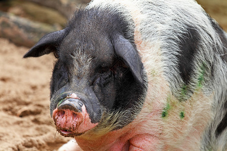 猪大腹猪肉大肚腩农场家畜哺乳动物便便动物宠物背景图片