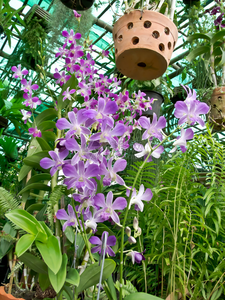 兰花生活生长温泉植物热带花束植物学花园宏观紫色图片