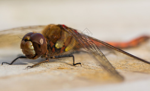 普通镖蜻蜓自然眼睛高清图片