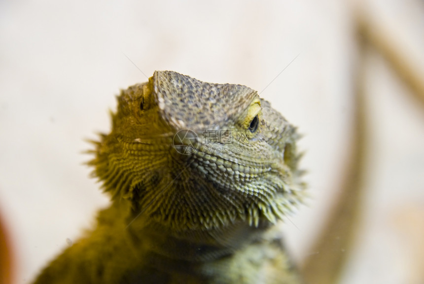 爬行动物容器蜥蜴小动物居住玻璃动物学冷血爬虫生物学图片