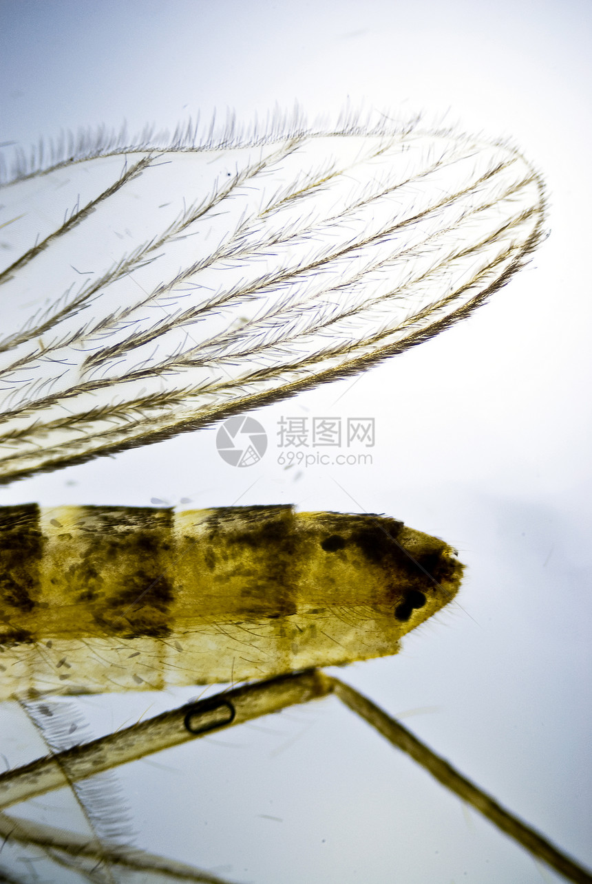 蚊子之翼静脉绿头气管生物学昆虫模具苍蝇显微缩影摄影术图片