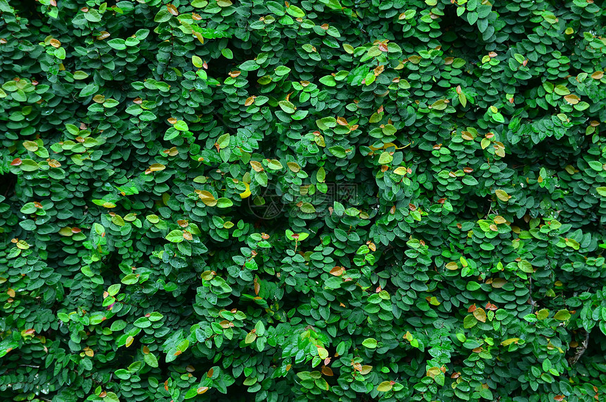 常春藤绿色植物后院围墙前院树叶图片