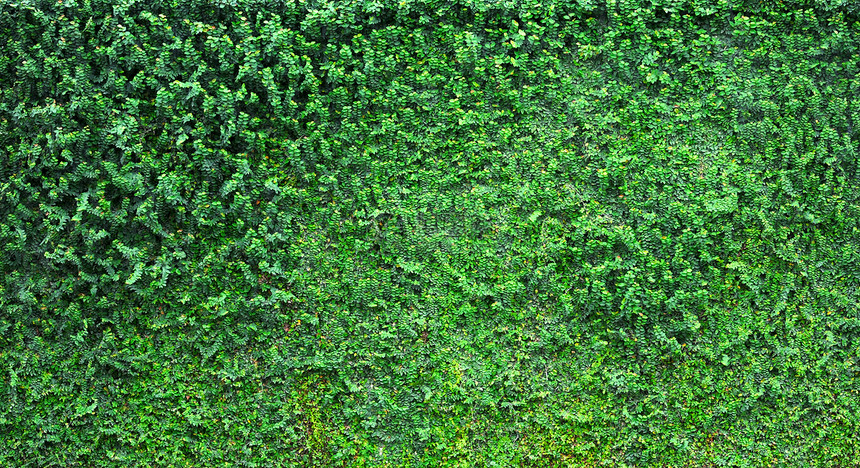 常春藤生长植物后院绿色围墙树叶前院图片
