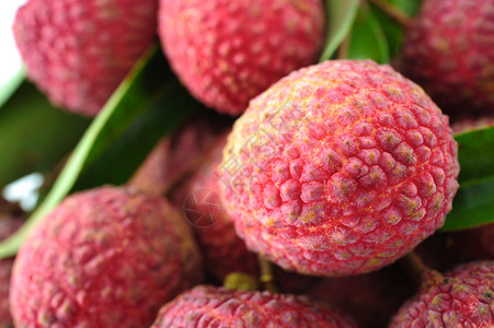 柳叶水果食物红色健康饮食荔枝热带植物庄稼背景图片