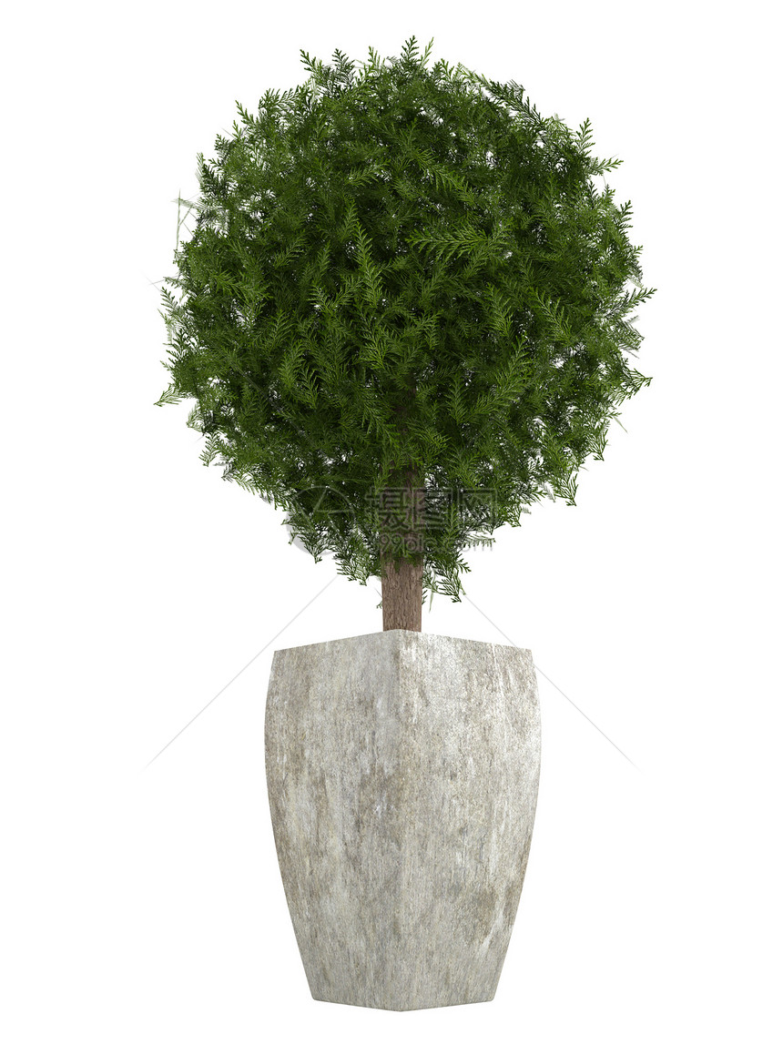 长绿色西压顶树陶器培育针叶树球形装饰水泥植物群生长树叶制品图片