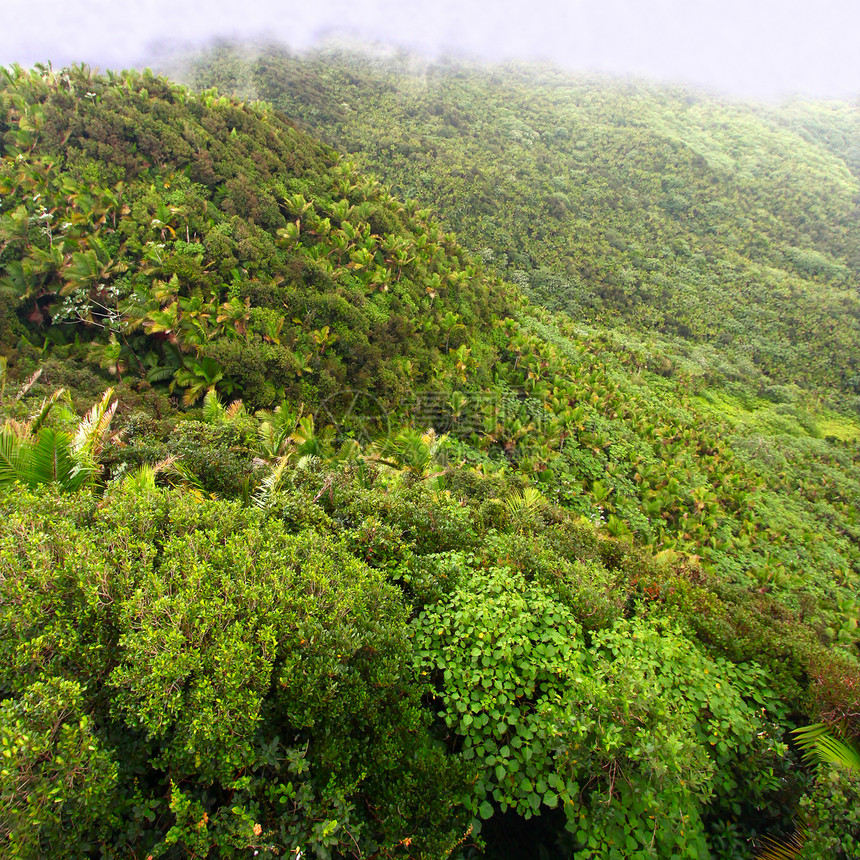 El Yunuque国家森林生态旅游天堂荒野栖息地薄雾植被环境旅游热带假期图片