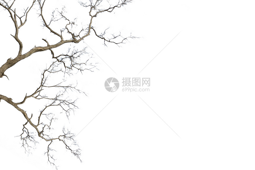 枯枯的枯树水平植物死亡木头火焰角落分支机构白色图片