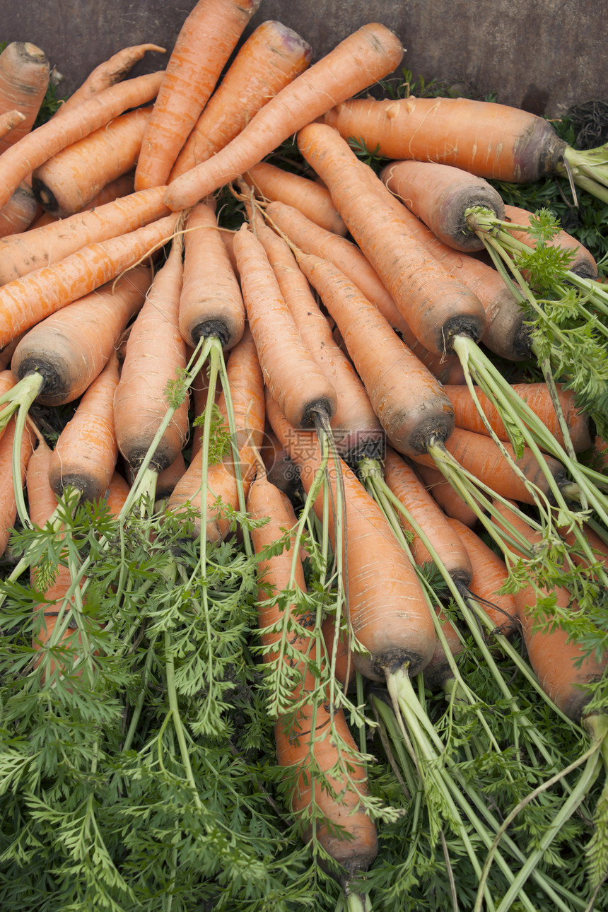含有蔬菜顶端的胡萝卜养分小吃农场季节食物橙子生产农业村庄市场图片