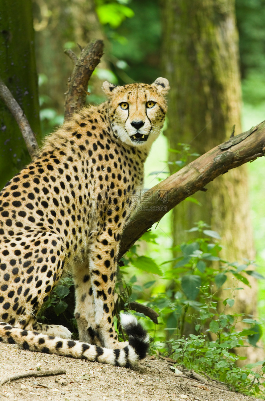 Cheetah或Cinonix夏巴图野生动物头发眼睛皮肤哺乳动物捕食者衬套动物棘爪猫科动物图片