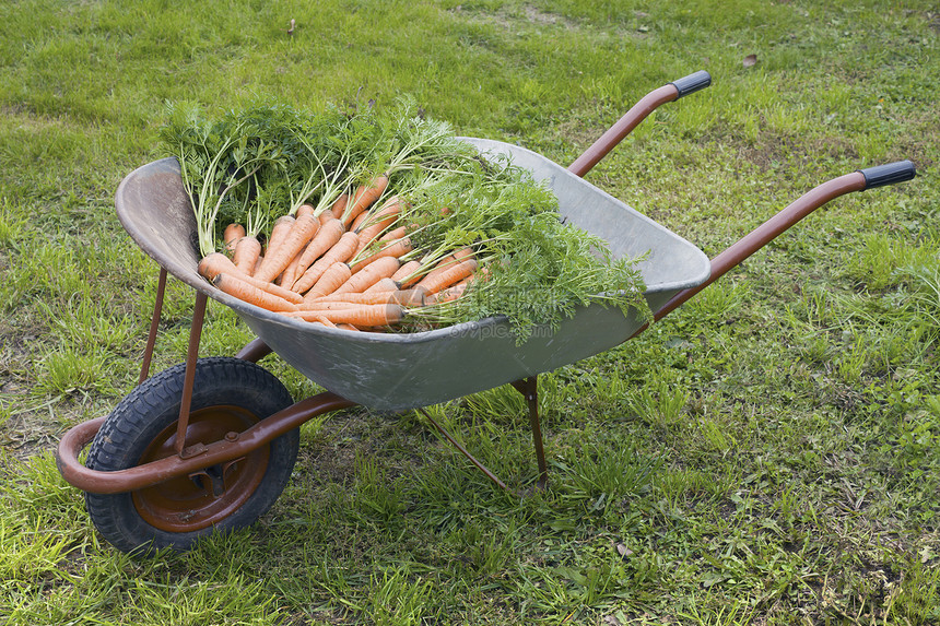 含胡萝卜的轮车绿色农场食物独轮车生产季节农业橙子小吃工作图片