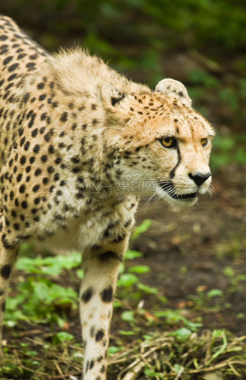 Cheetah或Cinonix夏巴图猫科动物哺乳动物头发野生动物面具黄色猎人捕食者皮肤眼睛图片