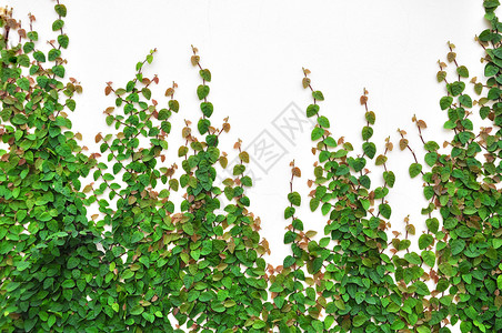 墙上有维维的长城石头纹理植物绿色高清图片