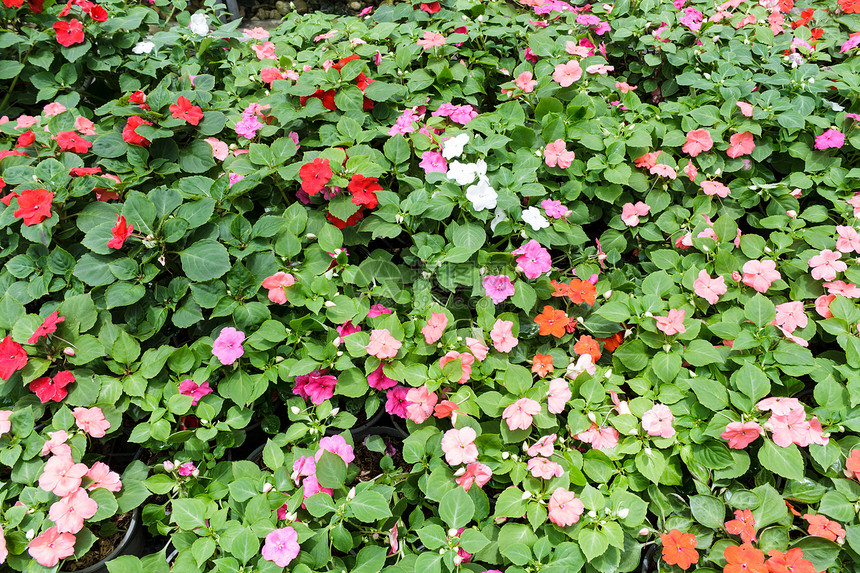 园里的花朵白色花束艺术家风格公园热带红色叶子园艺植物群图片