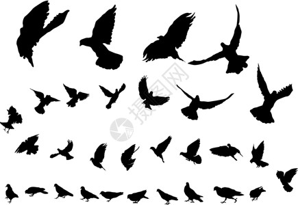 鸽子优美速度荒野尾巴啄木鸟羽毛自由动物宗教收藏背景图片