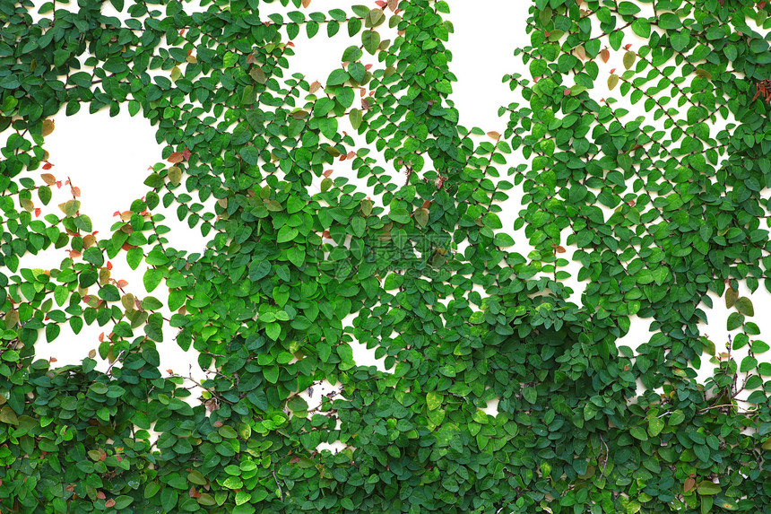 Ivy长谷墙绿色围墙树叶后院生长前院图片