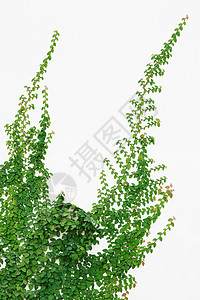 Ivy长谷墙绿色植物树叶生长围墙后院背景图片
