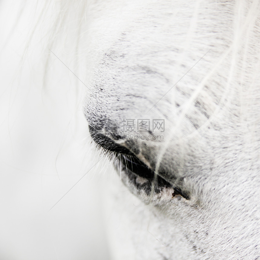 白马的详情黄色黑色眼球动物鬃毛艺术宏观农场平方睫毛图片