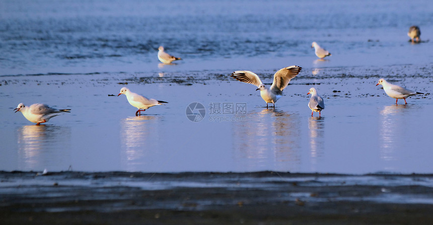 水上海鸥野生动物海滩羽毛翅膀场景生活自由荒野蓝色波浪图片