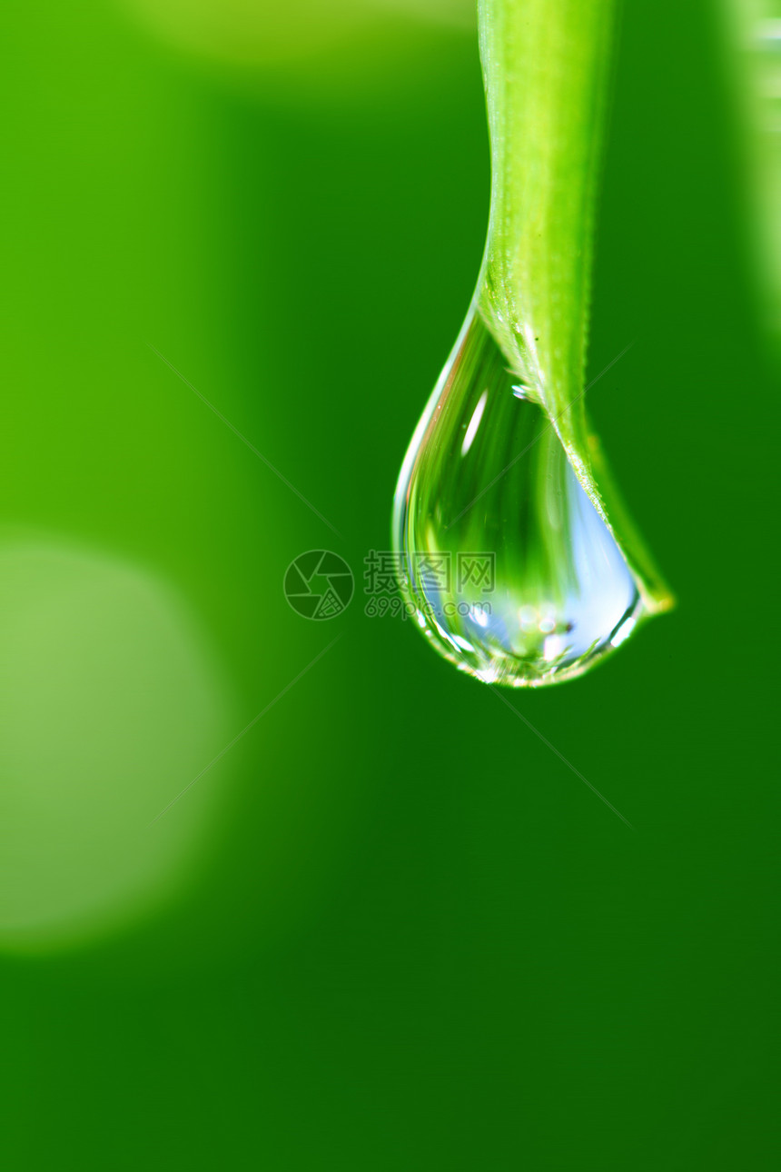大水滴液体气候刀刃花园反射宏观草本植物雨滴生长环境图片