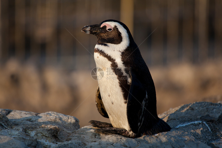 企鹅 马格达莱纳 桑坦德 坎塔布里亚 西班牙石头生活动物晴天荒野动物群野生动物图片