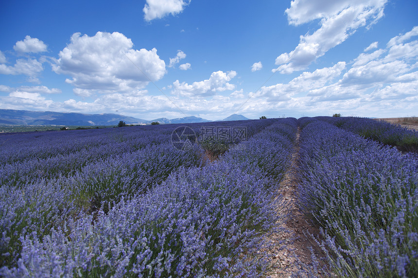 淡紫地花朵蓝色芳香农村天空农业线条农场场地疗法图片