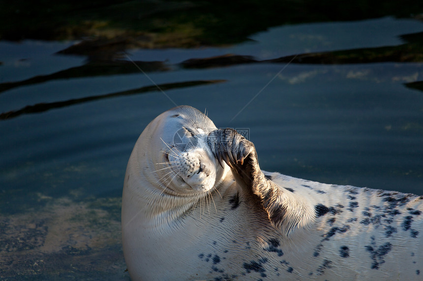 海狮 马格达莱纳 桑坦德 坎塔布里亚 西班牙生活池塘野生动物荒野晴天晶须水手动物群动物图片